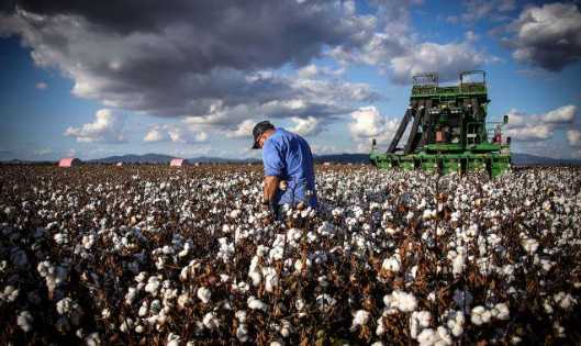 International Express: Brazil seeks to export more cotton to Egypt