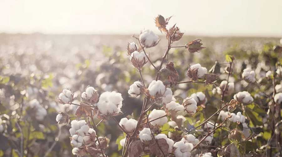 Cotton production in Zimbabwe expected to double