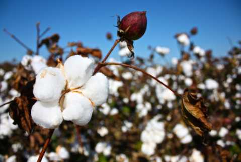 Cotton Spinning News: India's CAI continues to reduce cotton production this year