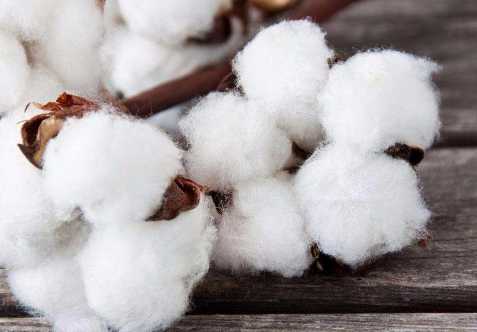 Indian cotton falls on demand, quality issues